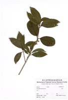 藏品(木犀)的圖片